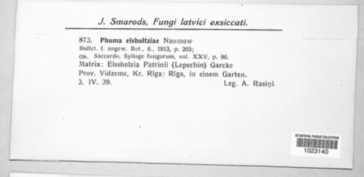 Phoma elsholtziae image